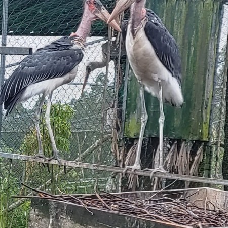 Nuestras aves